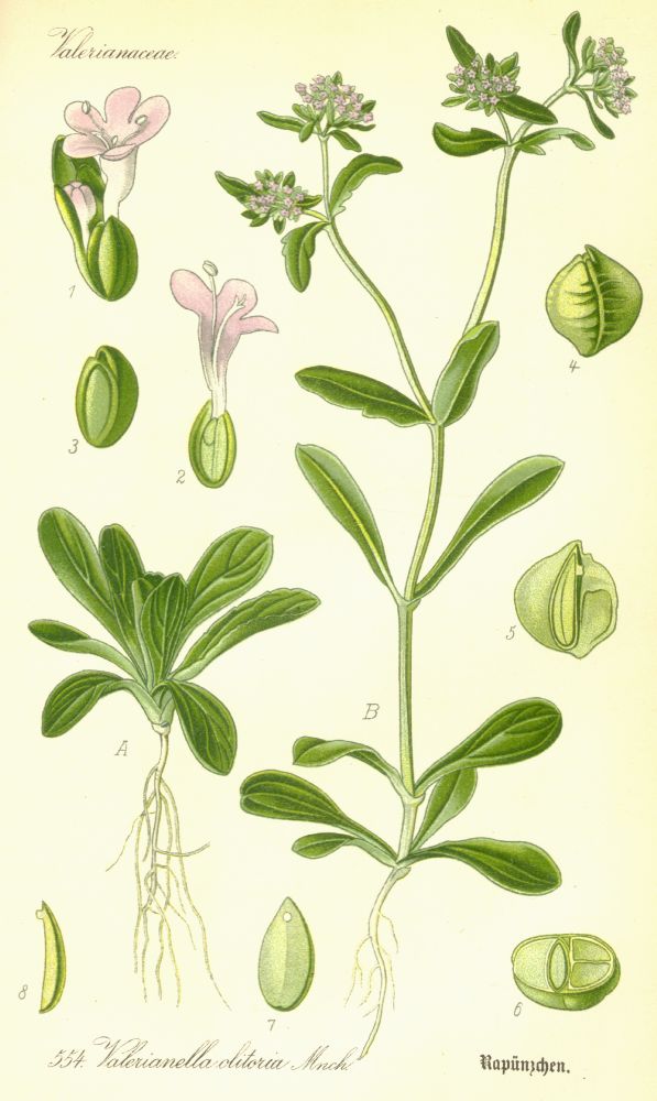 Caprifoliaceae Valerianella olitoria