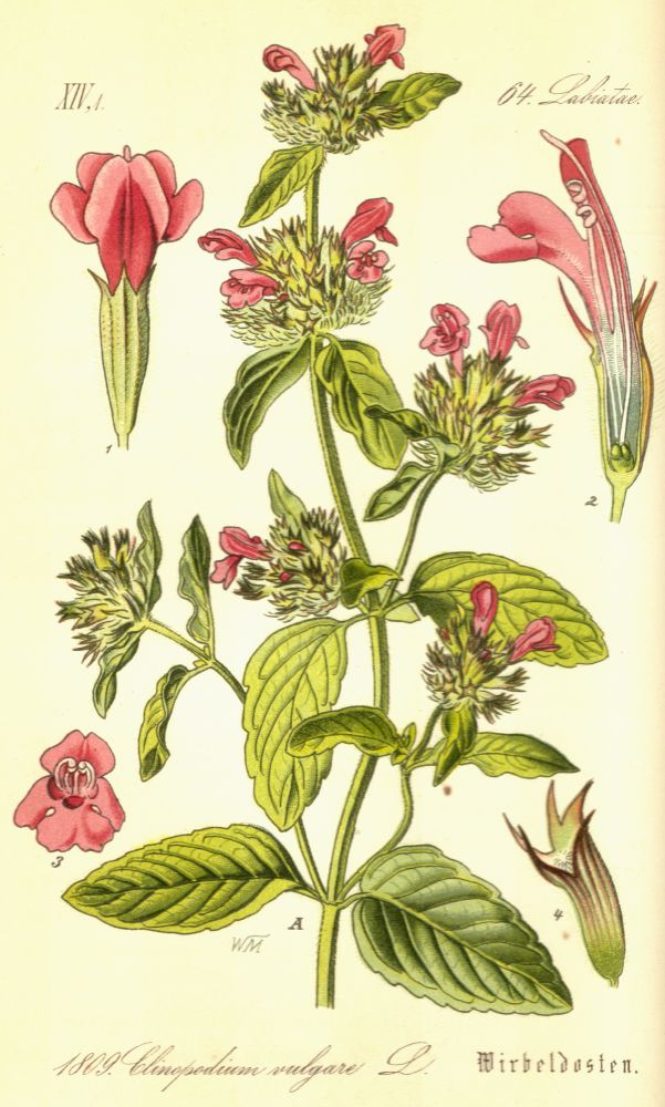 Lamiaceae Clinopodium vulgare