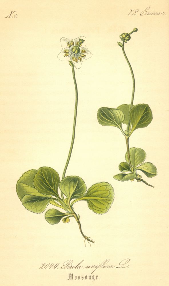 Ericaceae Pyrola uniflora