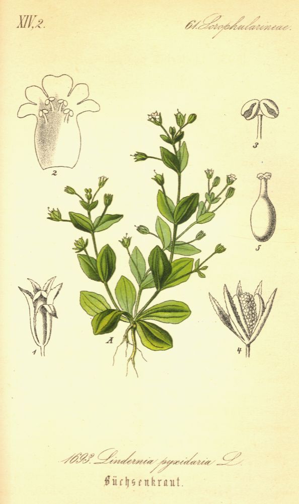 Linderniaceae Lindernia pyxidaria