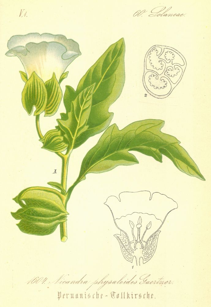 Solanaceae Nicandra physaloides