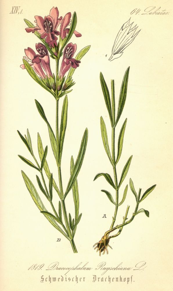 Lamiaceae Dracocephalum ruyschiana