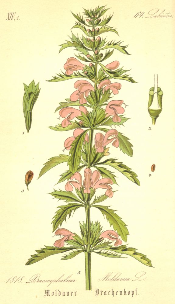 Lamiaceae Dracocephalum moldavica