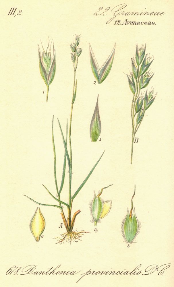 Poaceae Danthonia provincialis