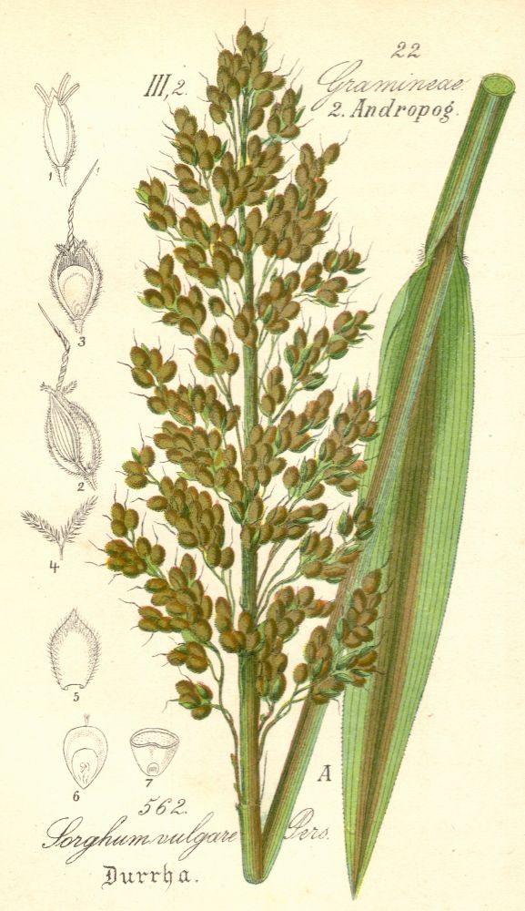 Poaceae Sorghum vulgare