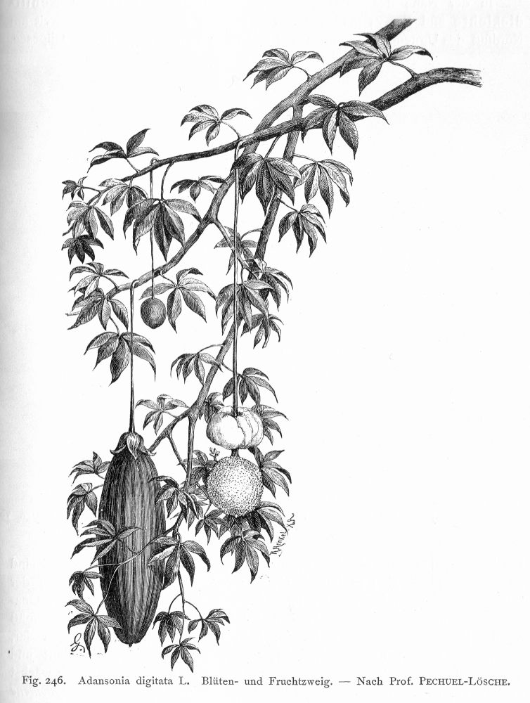 Bombacaceae Adansonia digitata