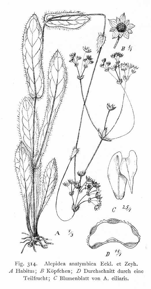 Apiaceae Alepidea anatymbica