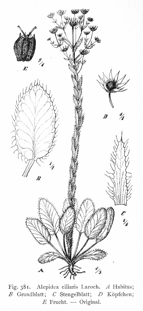 Apiaceae Alepidea ciliaris
