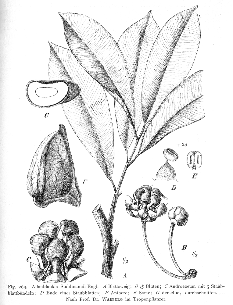 Clusiaceae Allanblackia stuhlmannii