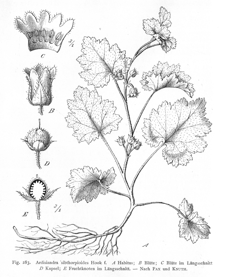 Primulaceae Ardisiandra sibthorpioides