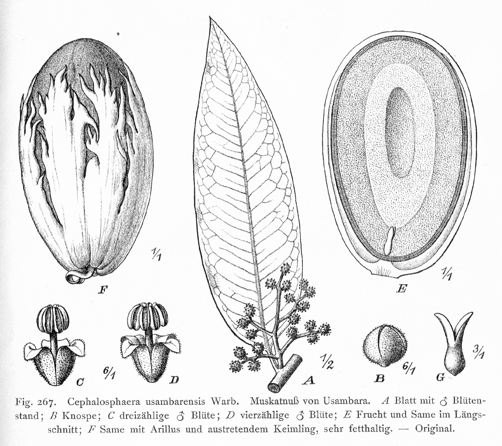 Myristicaceae Cephalosphaera usambarensis