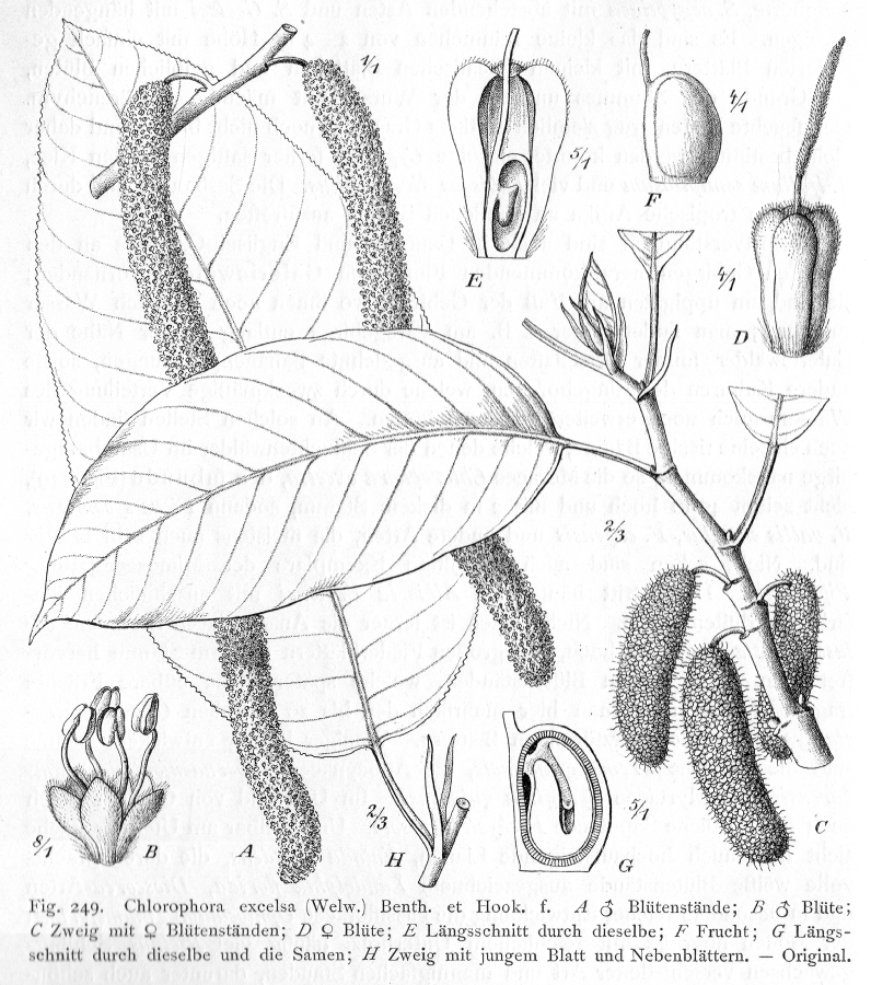 Moraceae Chlorophora excelsa