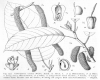 image of Chlorophora excelsa