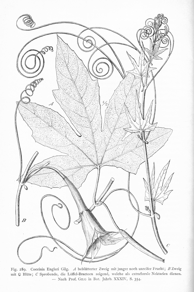 Cucurbitaceae Coccinia engleri