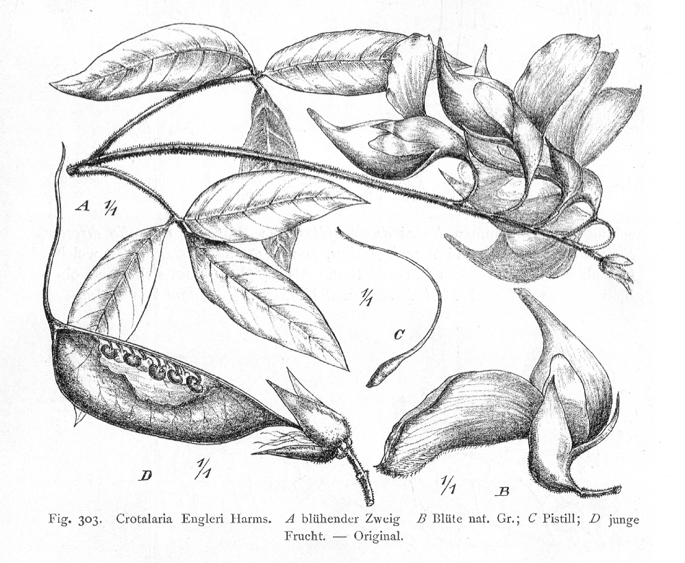 Fabaceae Crotalaria engleri