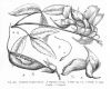 image of Crotalaria engleri