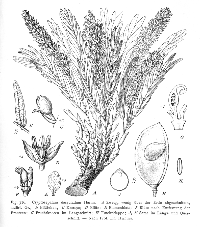 Fabaceae Cryptosepalum dasycladum
