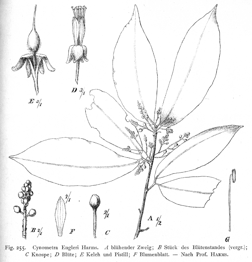 Fabaceae Cynometra engleri