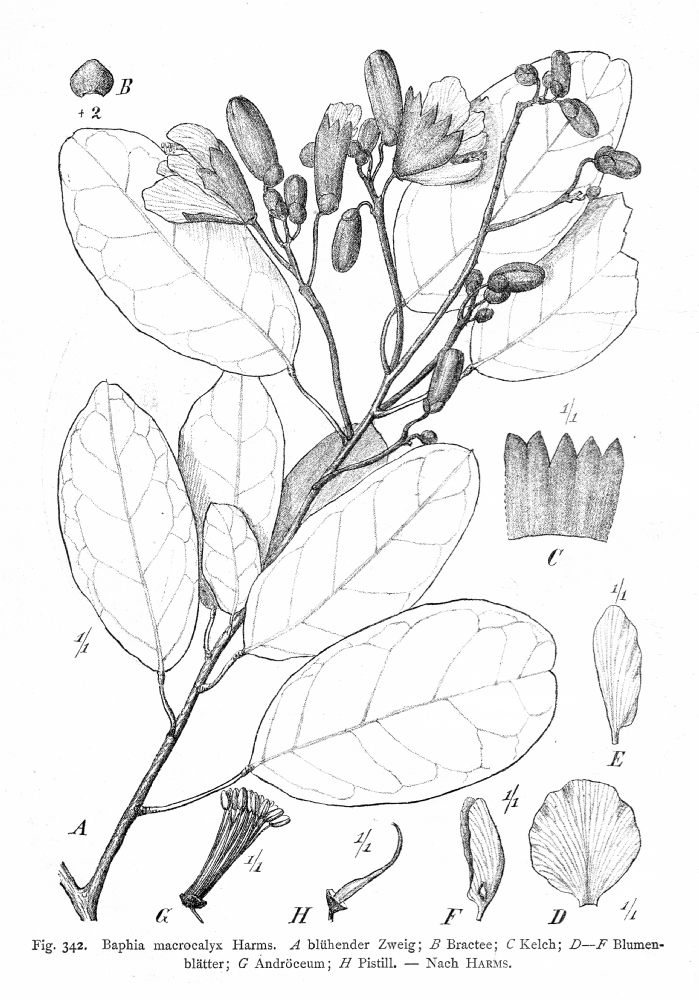Fabaceae Baphia macrocalyx