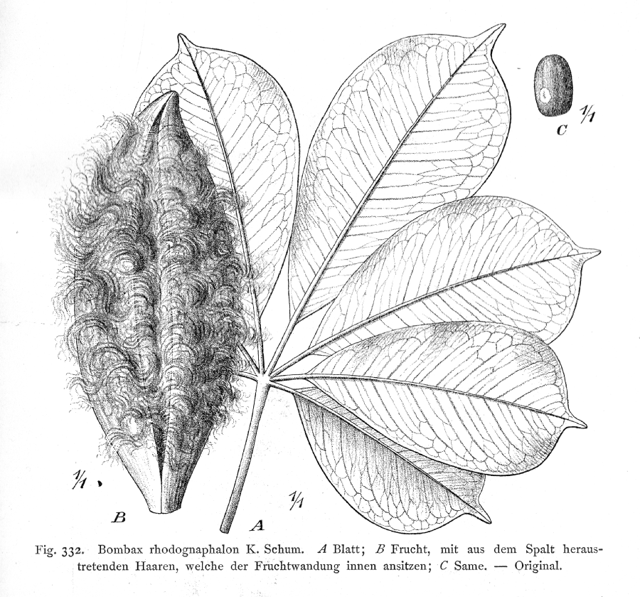Bombacaceae Bombax rhodognaphalon