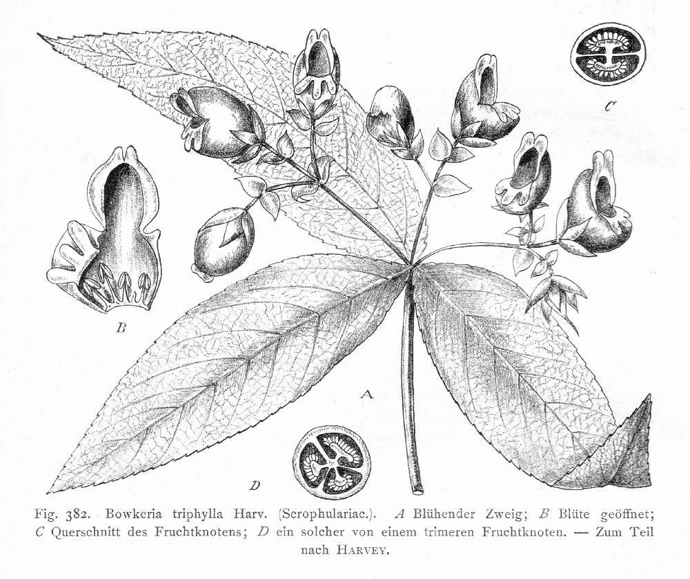 Stilbaceae Bowkeria triphylla