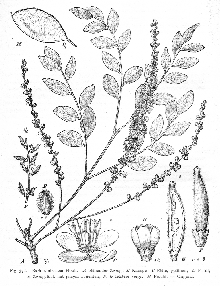 Fabaceae Burkea africana