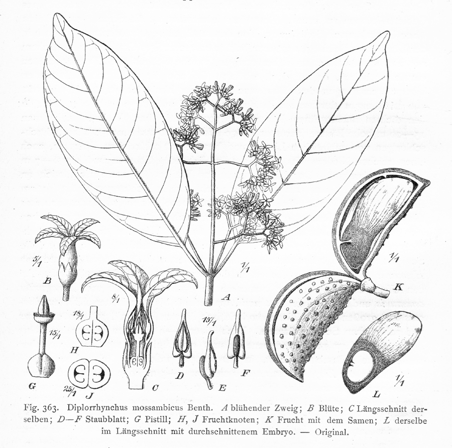 Apocynaceae Diplorhynchus mossambicus