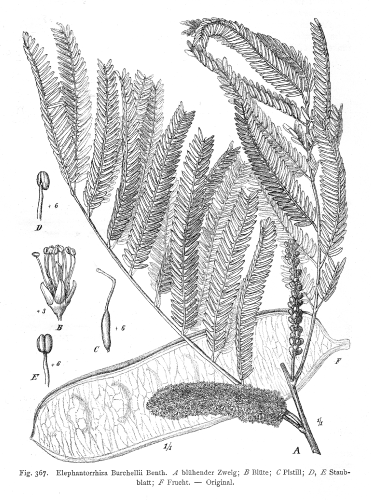 Fabaceae Elephantorrhiza burchellii