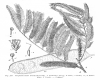 image of Elephantorrhiza burchellii