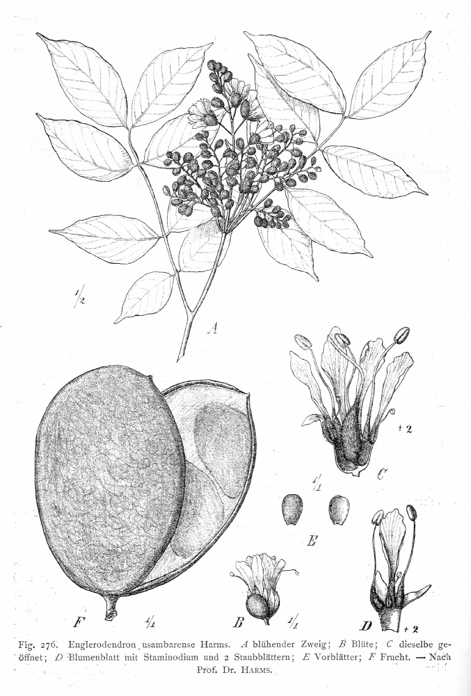 Fabaceae Englerodendron usambarense