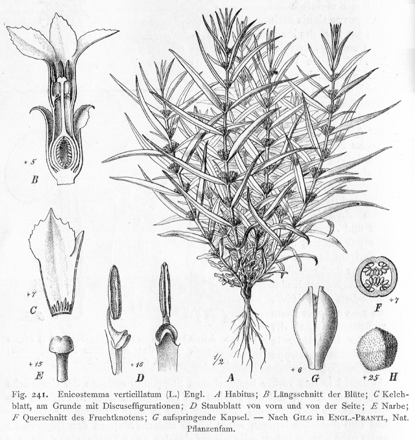Gentianaceae Enicostema verticillatum