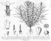 image of Enicostema verticillatum
