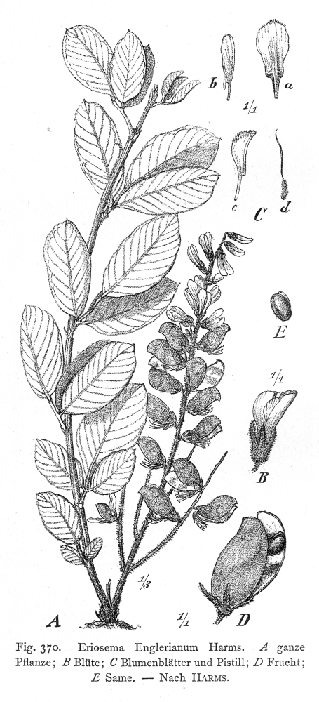 Fabaceae Eriosema englerianum
