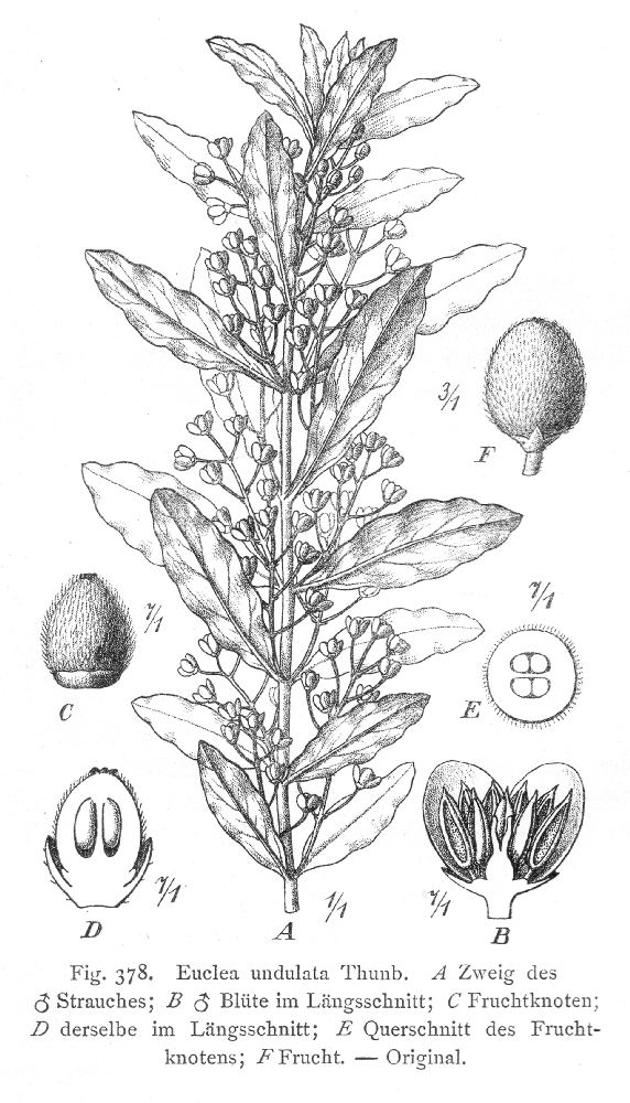 Ebenaceae Euclea undulata