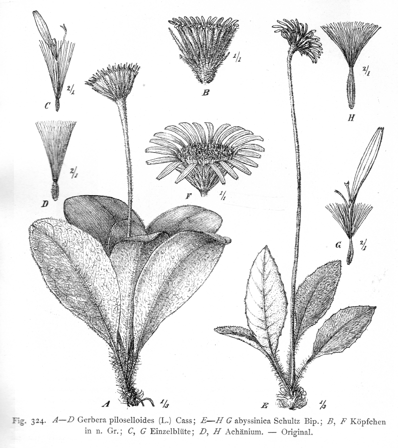 Asteraceae Gerbera piloselloides