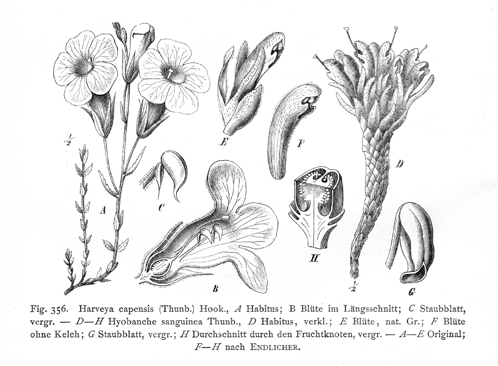 Orobanchaceae Harveya capensis