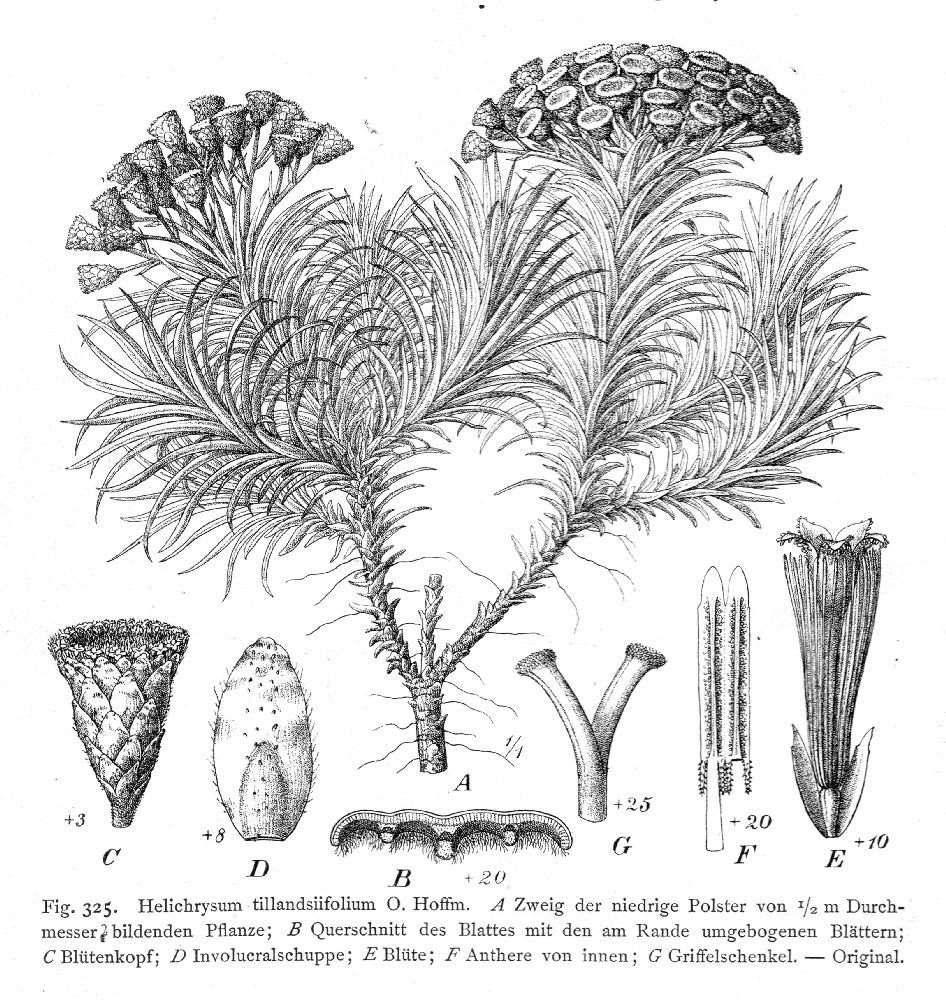 Asteraceae Helichrysum tillandsiifolium