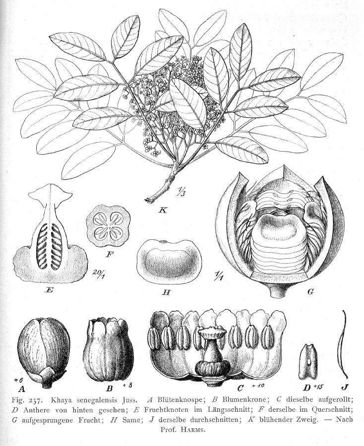 Meliaceae Khaya senegalensis