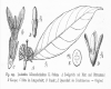image of Lasianthus kilimandscharicus