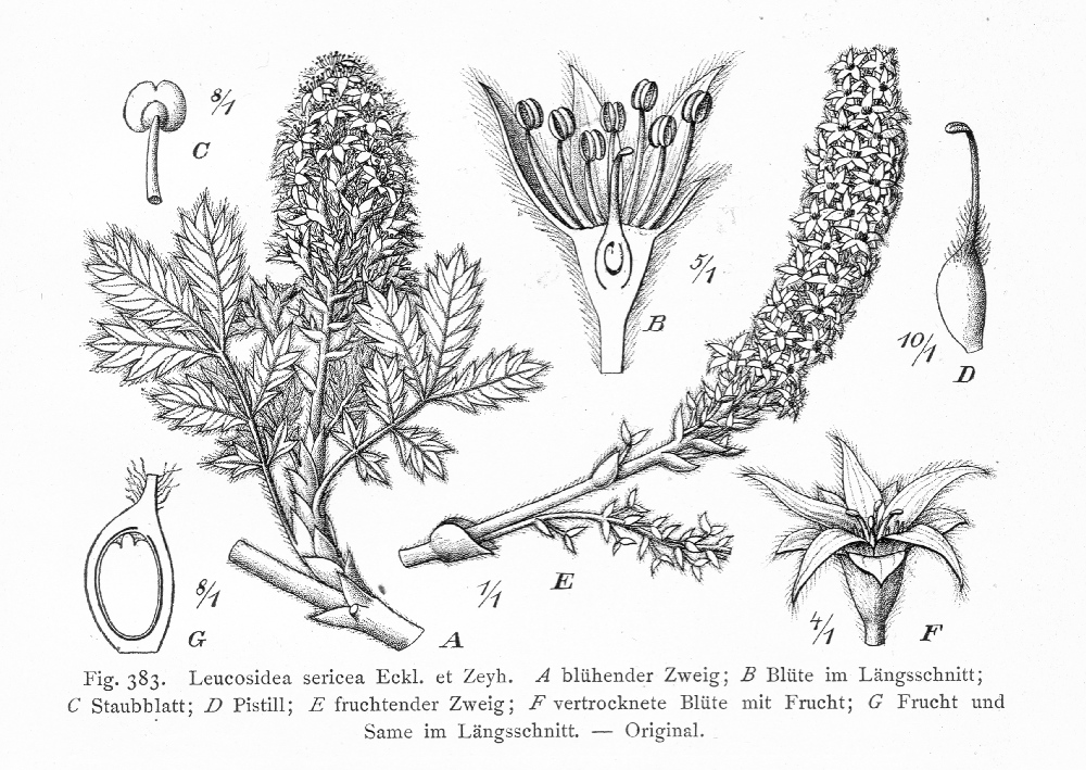 Rosaceae Leucosidea sericea