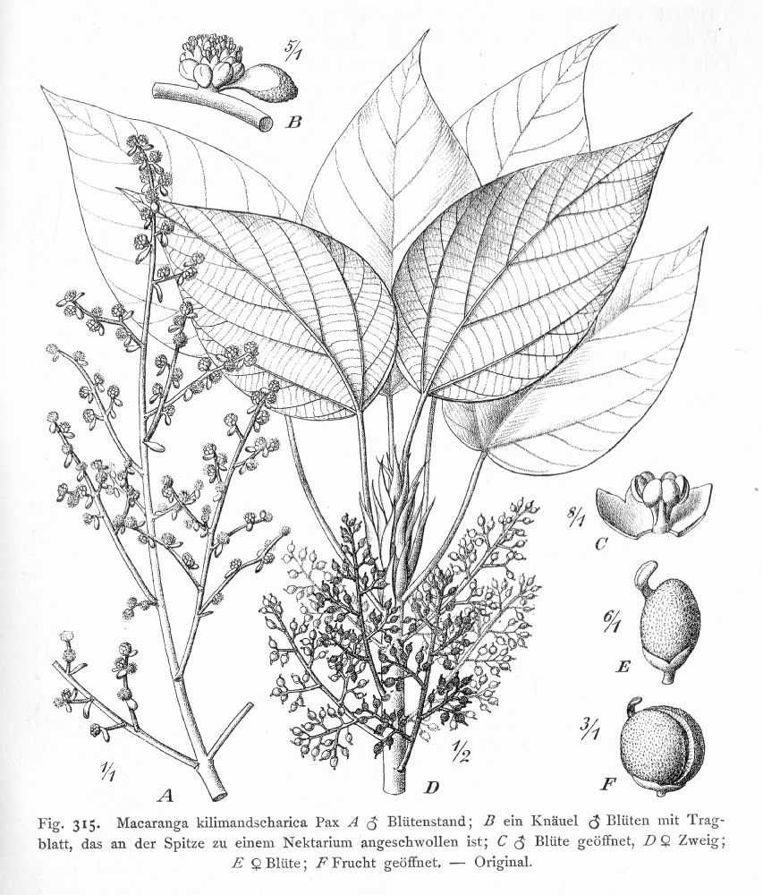 Euphorbiaceae Macaranga kilimandscharica