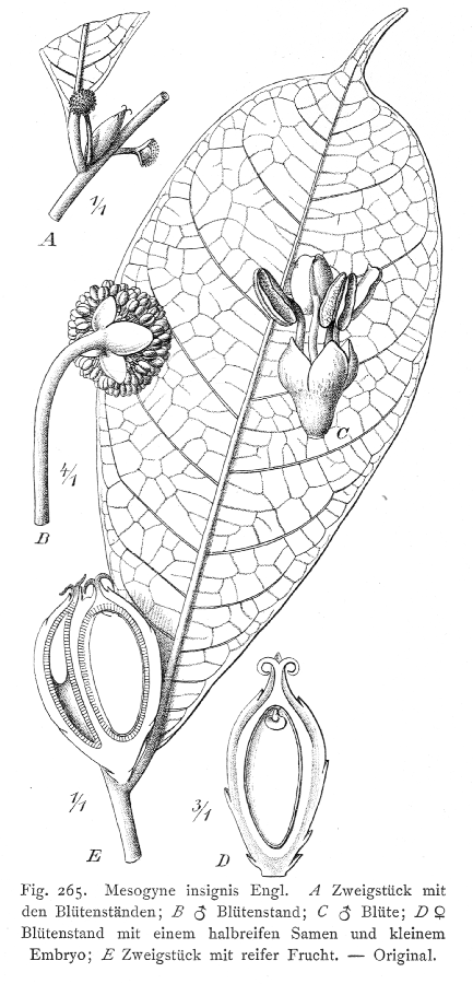 Moraceae Mesogyne insignis