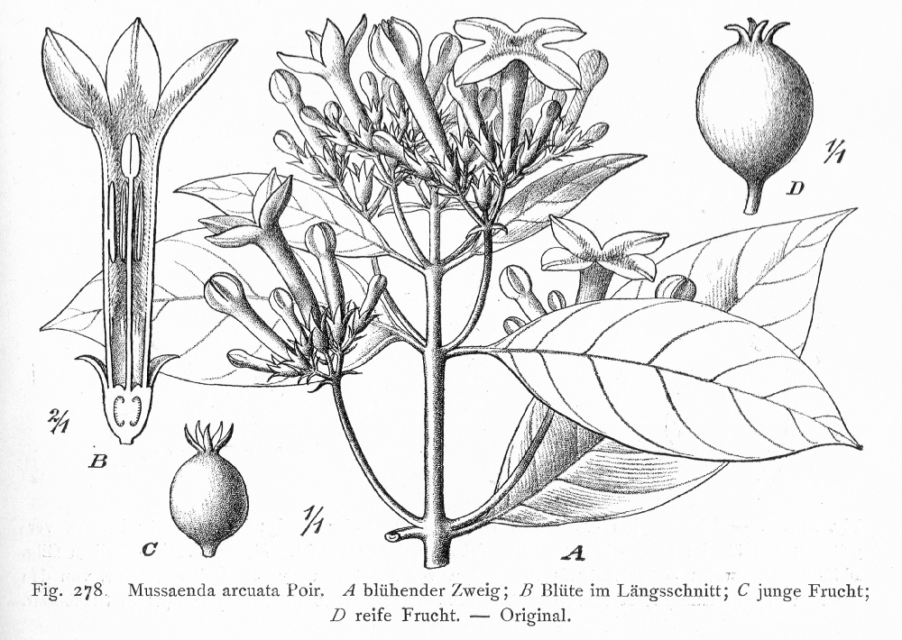 Rubiaceae Mussaenda arcuata