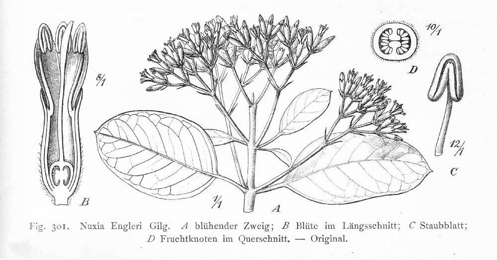 Stilbaceae Nuxia engleri