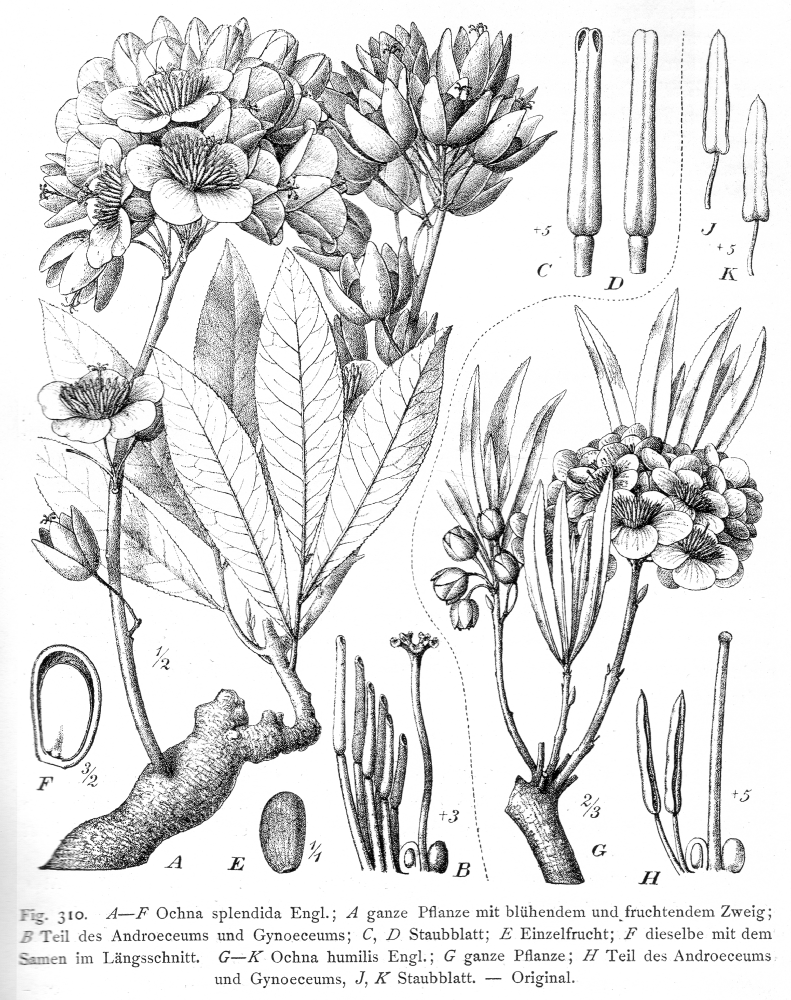 Ochnaceae Ochna humilis