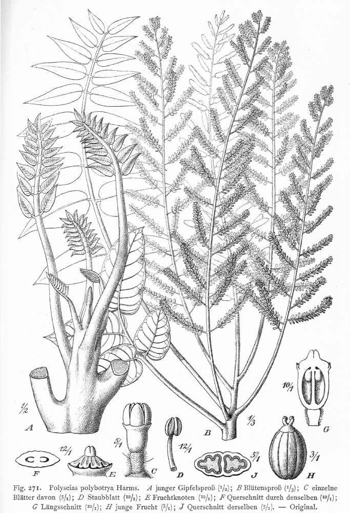 Araliaceae Polyscias polybotrya