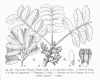 image of Ptaeroxylon obliquum