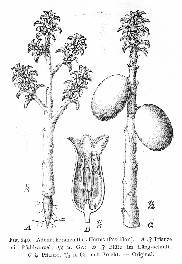 Passifloraceae Adenia keramanthus