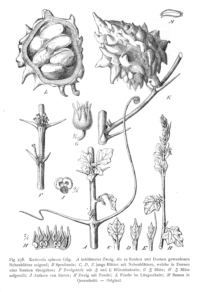 Cucurbitaceae Kedrostis spinosa