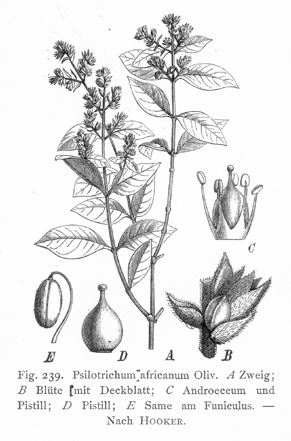 Amaranthaceae Psilotrichum africanum